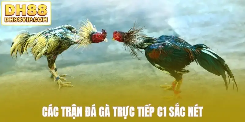 Các trận đá gà trực tiếp C1 sắc nét