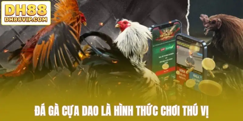 Đá gà cựa dao là hình thức chơi thú vị