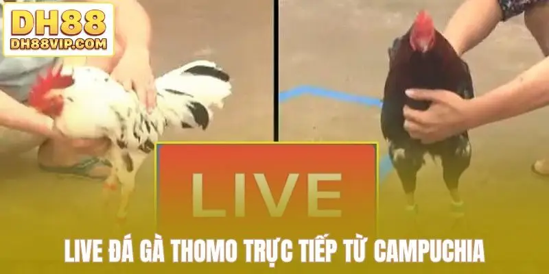 Live đá gà Thomo trực tiếp từ Campuchia