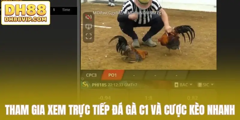 Tham gia xem trực tiếp đá gà C1 và cược kèo nhanh